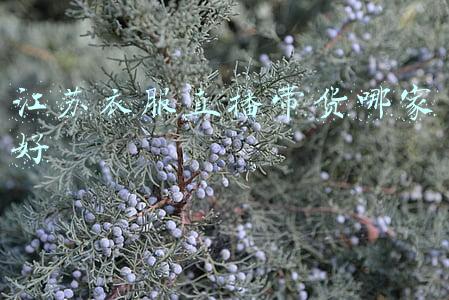 江苏衣服(盘点江苏服装老字号：那些年的爆款，泰州人都穿过)
