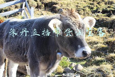 朱丹个人资料(朱丹为何突然“糊”了，看她做过的那些事，就一点都不奇怪了)