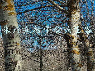朱丹带货数据(李小璐直播两小时销售额4700万  朱丹、范冰冰、李湘等一大批明星开启带货模式)