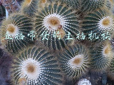 带货主播都在哪个平台(50位亿级带货主播，快手占了近一半)