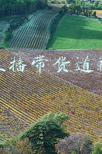 直播带货事件(业内曝网红雪梨带货遇上事了，商务贪污被抓，无法直播忙着处理)