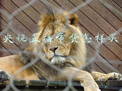 央视直播带货怎样买