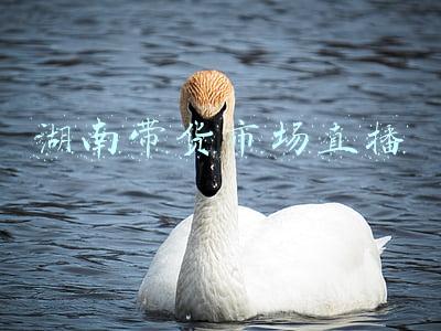 湖南带货市场直播