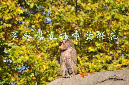 罗永浩直播带货利润来源(为什么罗永浩选择直播带货？背后五个真相：一场收入3000万)