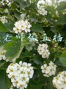 小学老师做直播带货
