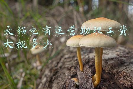 天猫运营总监一般多少工资(电商运营该给多少工资合适？)