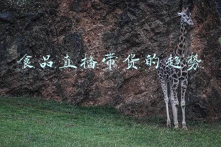 食品直播带货脚本(做美食短视频带货：怎样构思文案脚本拍摄和变现)