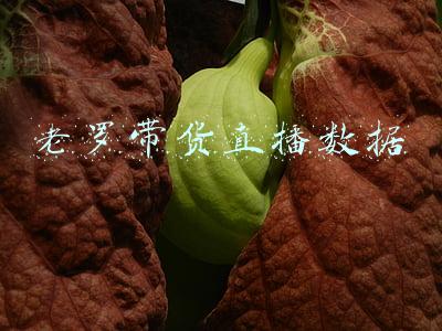 老罗带货直播数据