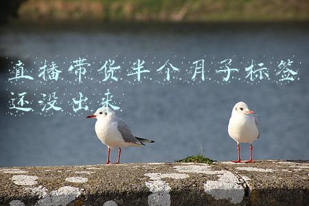 直播带货半个月了标签还没出来