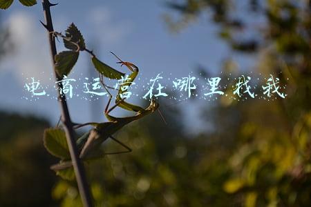 电商运营在哪里找我