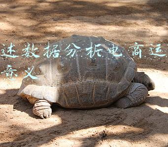 电商运营数据分析一般从哪几方面分析(熊先生频道｜流量生意的底层逻辑)