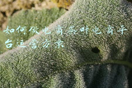 如何做电商茶叶电商平台运营方案