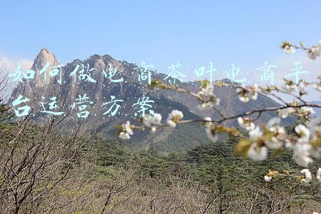 如何做电商茶叶电商平台运营方案
