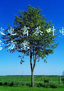 长沙茶叶电商平台(茶颜悦色登陆深圳，代购200一杯！可能要排队8小时……阿里巴巴间接入股)