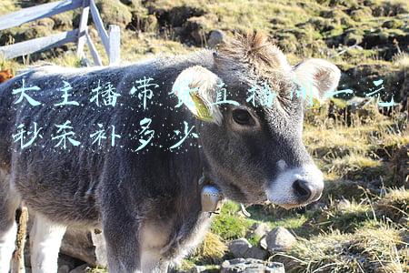 大主播带货直播间一元秒杀补多少