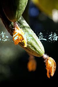 小白怎么学直播带货