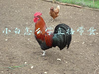 小白怎么学直播带货