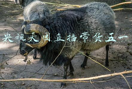 央视神颜天团成员(刷屏！央视一美女记者火了！网友：爱上看新闻)