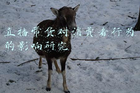 直播带货对消费者行为的影响研究