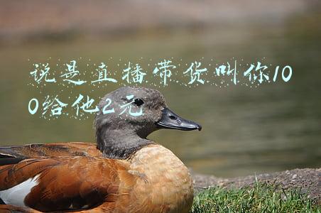 说是直播带货叫你100给他2元