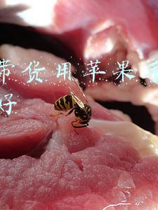 适合直播的苹果手机(苹果发布会直播中 iPhone13到底什么样？)
