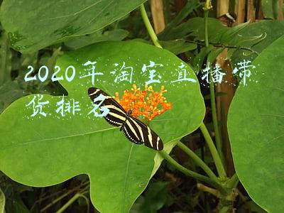 2020年淘宝直播带货排名