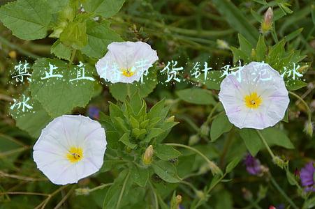 范冰冰(范冰冰大年初一贴春联包饺子 扎麻花辫红装喜庆)