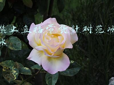 范冰冰带货(范冰冰被曝将直播带货！与李佳琦聚餐到凌晨4点，连CP名都已起好)