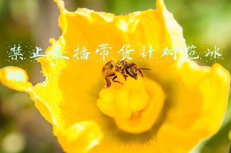范冰冰是个烂货(范冰冰这张脸被彻底玩坏了)