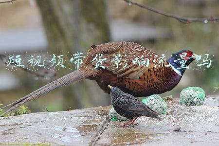 什么叫短视频带货(直播带货VS短视频带货，我们进行了全方位对比)