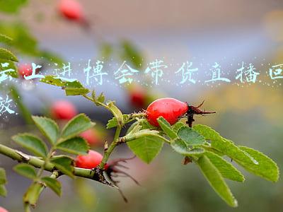 云上进博会带货直播回放