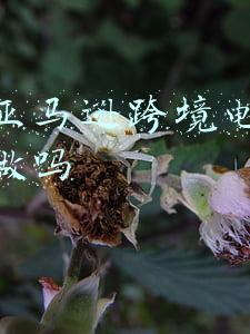 跨境电商亚马逊运营是做什么的(一名能爆单亚马逊运营，每天都在干什么？)
