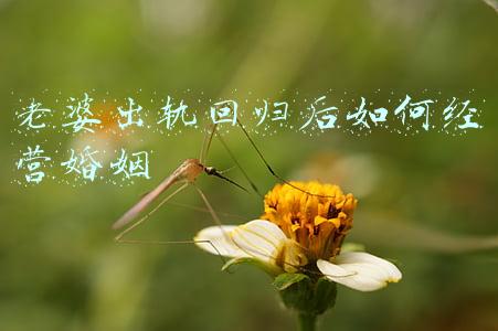 老婆和别人出轨了,我该怎么处理：老婆和别人出轨