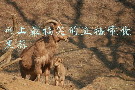 直播卖黑蒜(大学刚毕业，1年电商卖大蒜7吨，他的卖货秘籍是什么？)