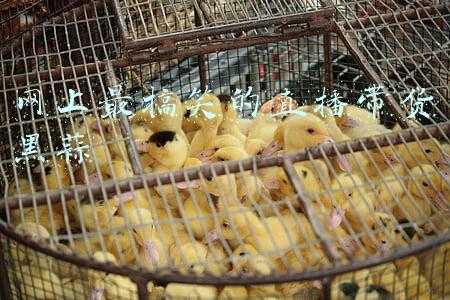 买黑蒜(山西临汾：买一斤大蒜才3元钱，去年的“蒜你狠”今年狠不起来了)