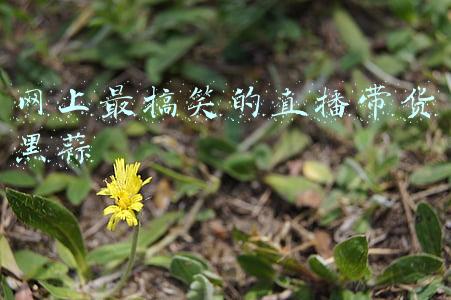 网上最搞笑的直播带货黑蒜
