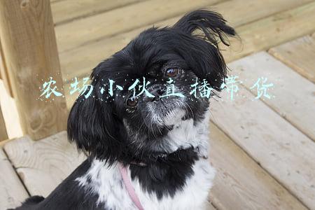 农场小伙直播带货