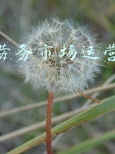 劳务市场主要业务(小县城里的劳务中介：经营近十年，就数去年收益最好)