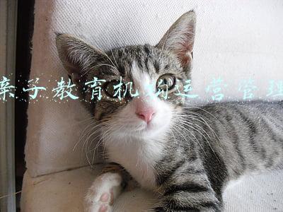 亲子教育机构名称(2021年十大亲子游泳机构都有哪些？亲子游泳排行榜)