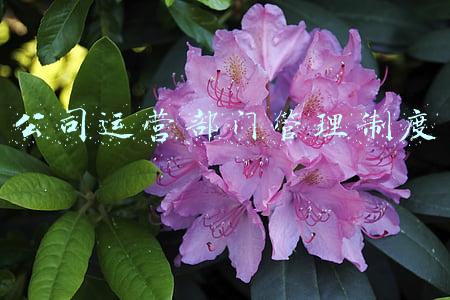 公司运营部门管理制度