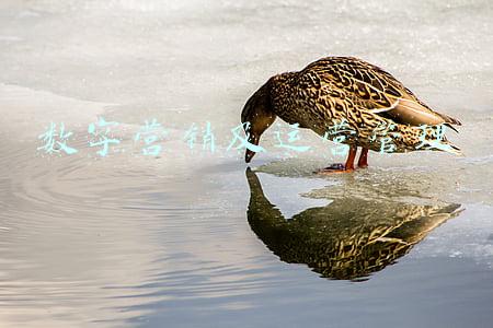数字营销策划(传统企业如何转型数字化营销)