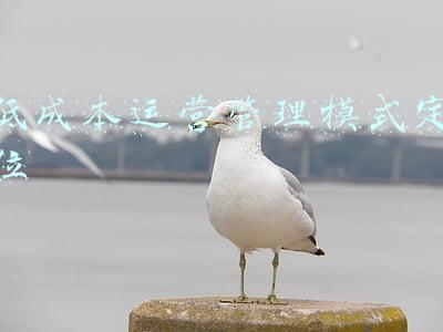 低成本运营管理模式定位
