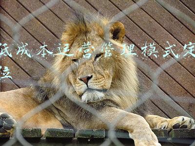 低成本运营管理模式定位