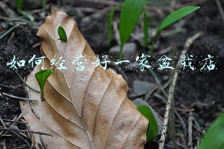 如何开一家盆栽花卉店一千多平方（如何开一家盆栽花卉店）