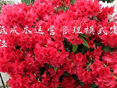 高质量发展低成本运营(果果时代的“高毛利选品，低成本运营”法则)