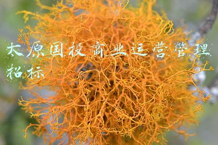 太原国投商业运营管理招标