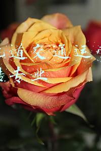 城市轨道交通运营管理就业方向(阿拉身边的代表｜牟振英：打破知识科普与社会公众之间的最后一公里)