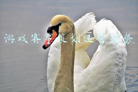 游戏赛事策划运营趋势