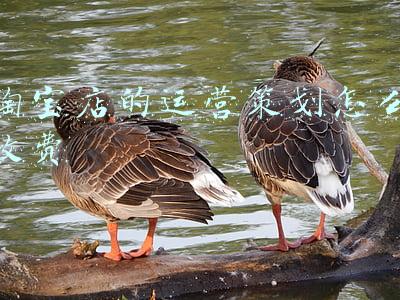 淘宝网店运营团队一般收费(电商代运营如何收费？)