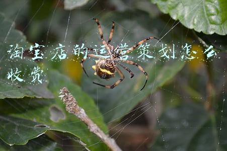 淘宝店的运营策划怎么收费